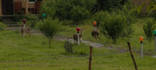 a group of birds walking in a field at Namaste Bardiya Resort in Bhurkīā