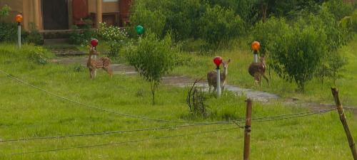 a group of peacocks walking in a yard at Namaste Bardiya Resort in Bhurkīā