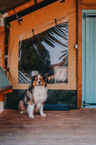 Gallery image of Rendes Glamping in Balatonrendes
