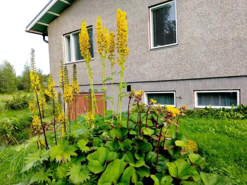a plant with yellow flowers in front of a house at Marjula in Kokkola