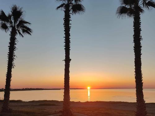 Palm garden paradise