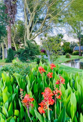 a garden with red flowers and green leaves at Vergeet-My-Niet in Prince Albert