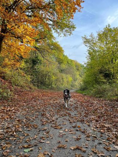 a dog walking down a road with leaves on it at Chambre Vert Sauge, lit double 2 personnes, Maison en plein coeur du Parc Régional du Vexin in Hérouville