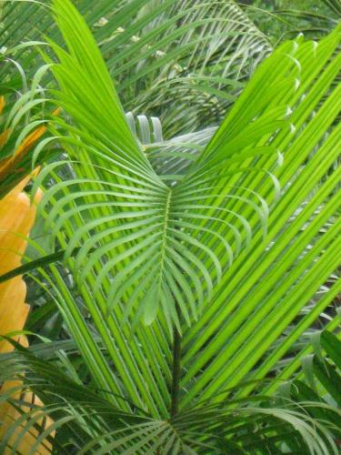 Gambar di galeri bagi Palm Cottage di Castries