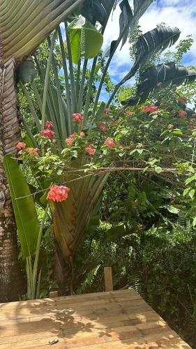 Taman di luar Bosque do Arraial