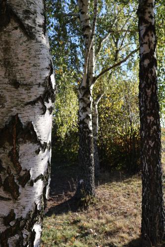 Naturlandschaft in der Nähe des Bauernhofs