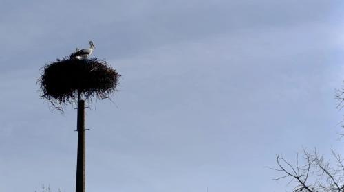 a bird sitting on top of a pole at Orion Guesthouse Telhado in Fundão