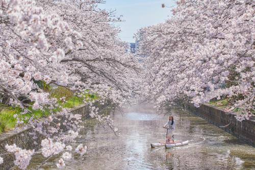 a woman is canoeing down a river under cherry trees at BEB5 Tsuchiura by Hoshino Resorts in Tsuchiura