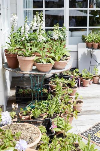 a bunch of potted plants sitting on a shelf at Seymour House in Moss Vale