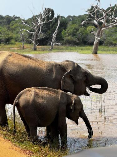 Animales en el camping o alrededores