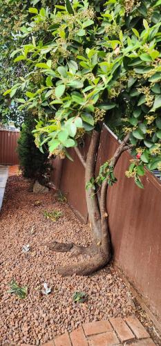 a small tree in front of a wooden fence at Cosy Nook in Wendouree
