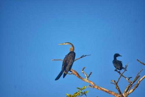 two birds perched on top of a tree branch at Sigiri SAAT Cabana in Sigiriya