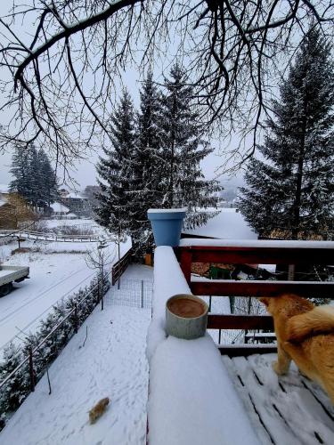 a dog sitting on a fence in the snow at Casuta dintre brazi - Valea Doftanei - 2 camere in Valea Doftanei