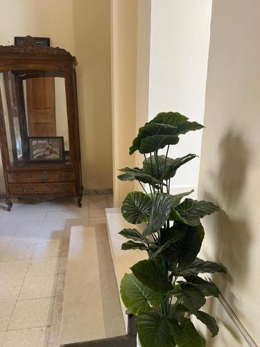 a green plant in a room with a mirror at Résidence Tozeur Almadina chambres Supérieures in Tozeur