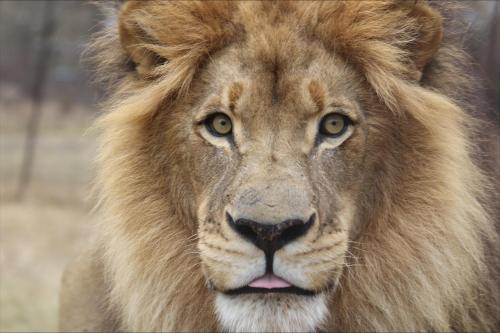 a close up of a lion looking at the camera at Kingfisher Creek Safari Lodge in Hoedspruit