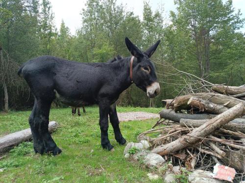 Zvířata v prázdninového domu nebo okolí