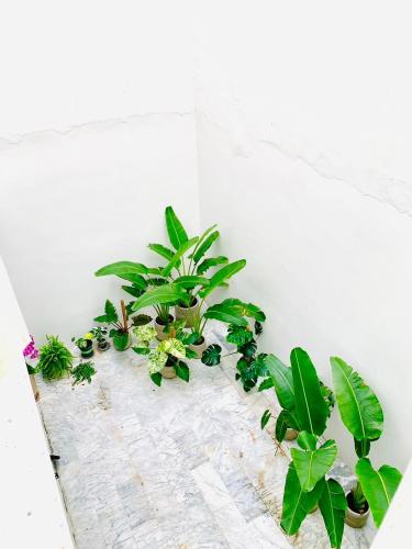 a group of plants sitting on a wall at Burabura Cafe Guesthouse in Donggang