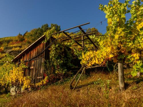 an old barn with vines on it in a field at Gästehaus Familie Trachsler in Rohrendorf bei Krems