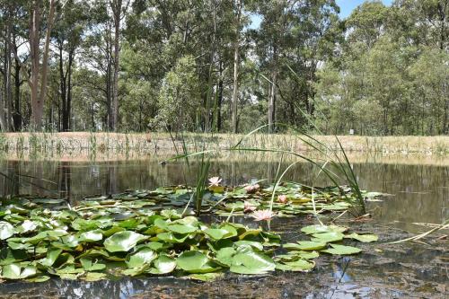 a pond filled with lots of lily pads at Pokolbin Glamping - Sleeps 6 Across 3 Eco-Friendly Glamping Tents in Pokolbin