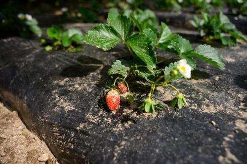 a bunch of strawberries growing on a rock at Prakriti Resort and Organic Farm Pvt. Ltd. in Burhānilkantha