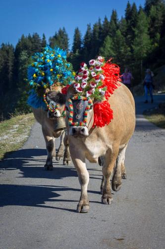 ファームステイの敷地内または近くにいる動物