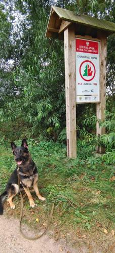 a dog on a leash sitting next to a sign at Okoń in Sztabin
