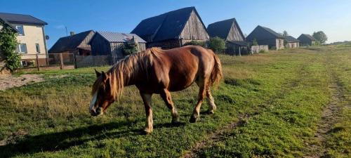 a brown horse standing in a field with houses at Okoń in Sztabin