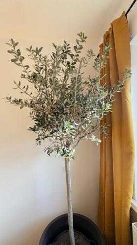 a small tree in a pot next to a wall at Apartment 7 im Herzen von Linz in Linz