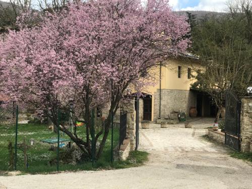 a tree with pink flowers in front of a house at Il Vecchio Mulino in Massa Martana