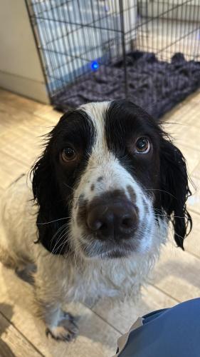 a black and white dog is looking at the camera at The Hideaway in Derby