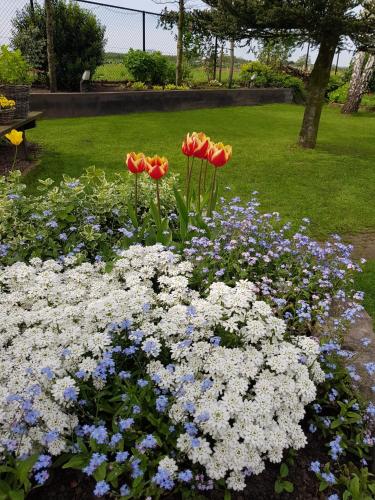 a garden with red tulips and blue and white flowers at Bed & Breakfast de Ruijter in Oud-Gastel