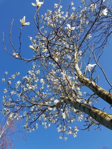 a tree with white flowers in the sky at Bed & Breakfast de Ruijter in Oud-Gastel