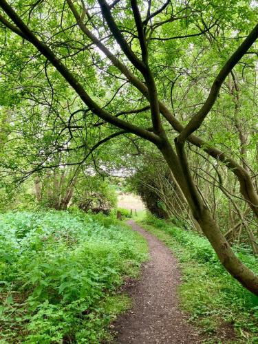 a path through a forest with trees at Ferienwohnung Kalleby 26 in Quern