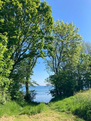a view of the ocean through the trees at Ferienwohnung Kalleby 26 in Quern