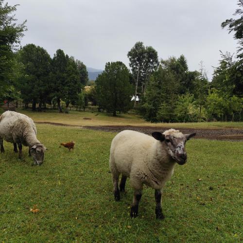 two sheep grazing in a field of grass at Pucura, cabaña entre laureles in Coñaripe