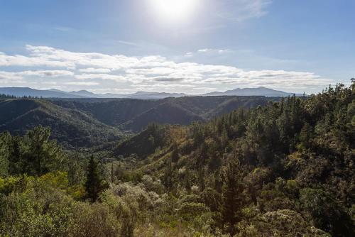 a view of a forest filled with trees and mountains at Forest Valley Cottages in Knysna