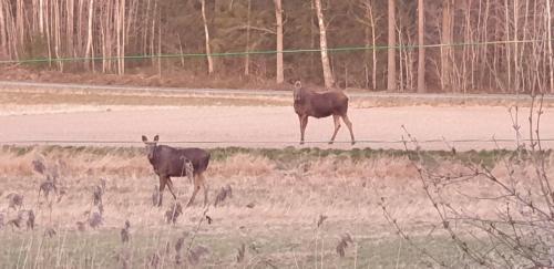 two animals standing in a field near a road at Lussebo 9 in Lidköping