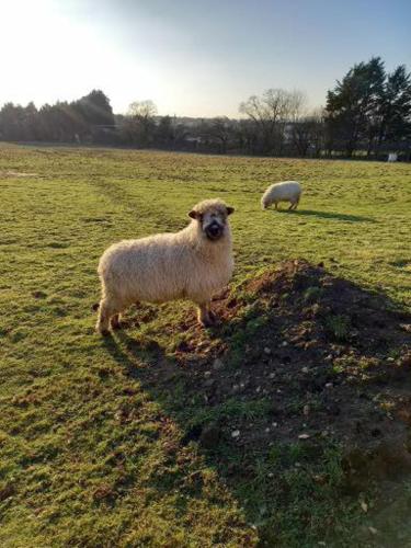 two sheep standing in a field of grass at Under the Stars Shepherds Huts at Harbors Lake in Newchurch