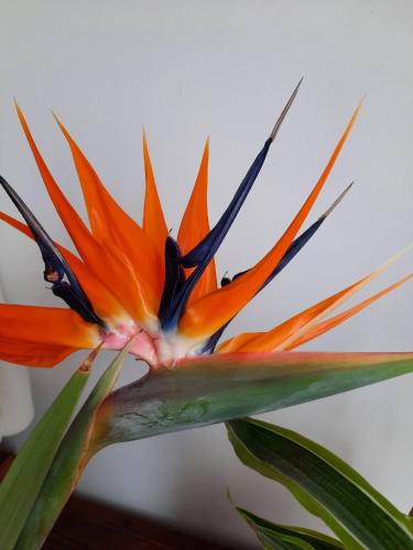 a close up of an orange and blue flower at Loredana Affittacamere in Vittoria