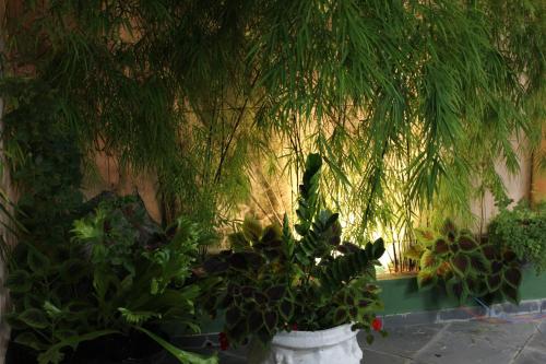 a plant in a white vase next to a wall at Farol das Gaivotas Pousada e Residence in Caraguatatuba