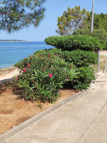 a bush with pink flowers next to the water at Sunshine Apartment Complex with a Pool by the Beach - Mandre, Pag in Mandre