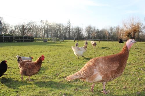 a group of chickens standing in a field at Domaine Des Piéris - Chambres d'Hôtes in Grandcamp-Maisy
