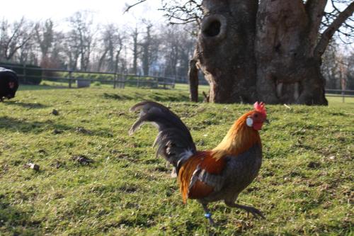 a rooster walking in the grass in a field at Domaine Des Piéris - Chambres d'Hôtes in Grandcamp-Maisy