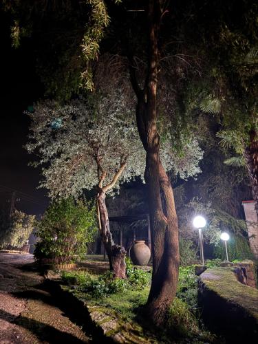 a couple of trees in a park at night at La Casona De Jaraiz in Jaraiz de la Vera
