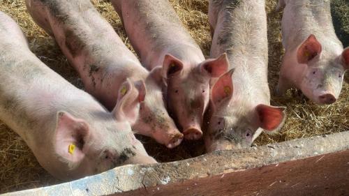 a group of pigs are laying in hay at Apartment Melissa in Zellberg