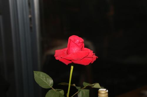 a red rose sitting on top of a table at Domacinstvo na kraju svijeta in Šipovo