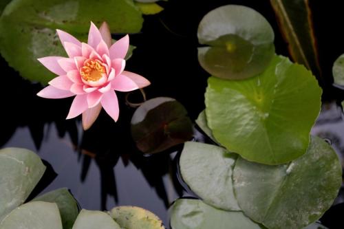 a pink flower in a pond with green leaves at Rebeca's Family Travel Getaway! Golan! Hand-Made in Qasrîne