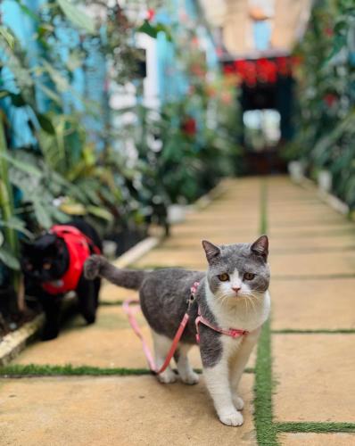 a cat on a leash walking in a greenhouse at Mây và Mây - Homestay Măng Đen in Kon Von Kla