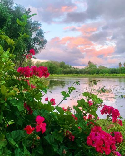 a view of a body of water with pink flowers at Vergeet-My-Niet in Prince Albert