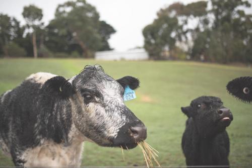 two cows standing in a field eating grass at kentonviewsestate in Gumeracha